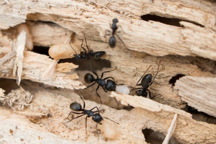 Carpenter Ants